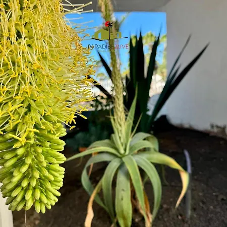 Casa Dudu Daire Corralejo