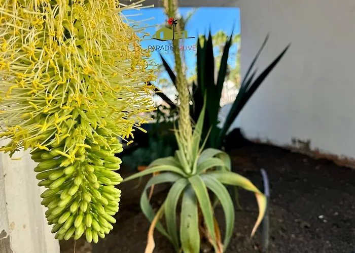 Casa Dudu Apartment Corralejo
